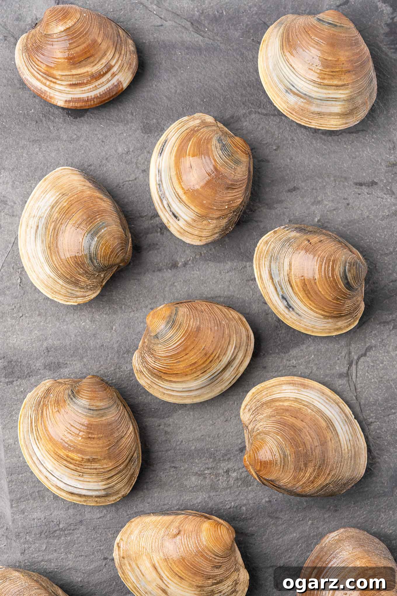 Classic New England Clams Casino 3 Whole, uncooked middleneck clams neatly arranged on a rustic slate serving board, ready for cleaning and preparation for Clams Casino.