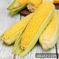 Three ears of fresh corn, partially cleaned and ready for cooking.
