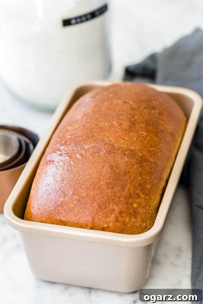 A golden-brown loaf of homemade whole wheat bread resting perfectly in a standard baking pan, ready to be cooled and sliced.